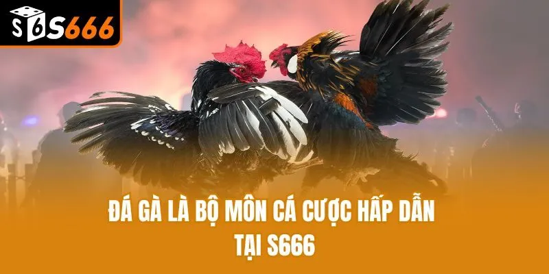 Đá gà là bộ môn cá cược hấp dẫn tại S666