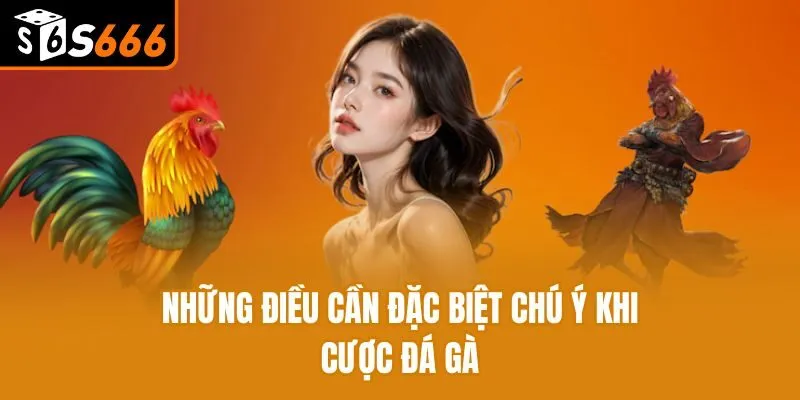 Những điều cần đặc biệt chú ý khi cược đá gà